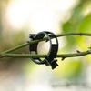 Plant Fixing Clip Reusable Tomato Vine Clips Garden Plant Support Clips for Tomato Grape Vine Vegetables Vertical Gardening