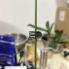 Orchideen Stielklemme Pflanzenstütze Ranke Kunststoffklemmen Blumenzucht Astklemmen Gartenpflanzenstütze Befestigung Vorrichtung Halterung