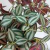 Artificial Plants Green Bonsai for Home Christmas Decoration Craft Wedding Accessories Indoor Outdoor Decoration Fake Flowers