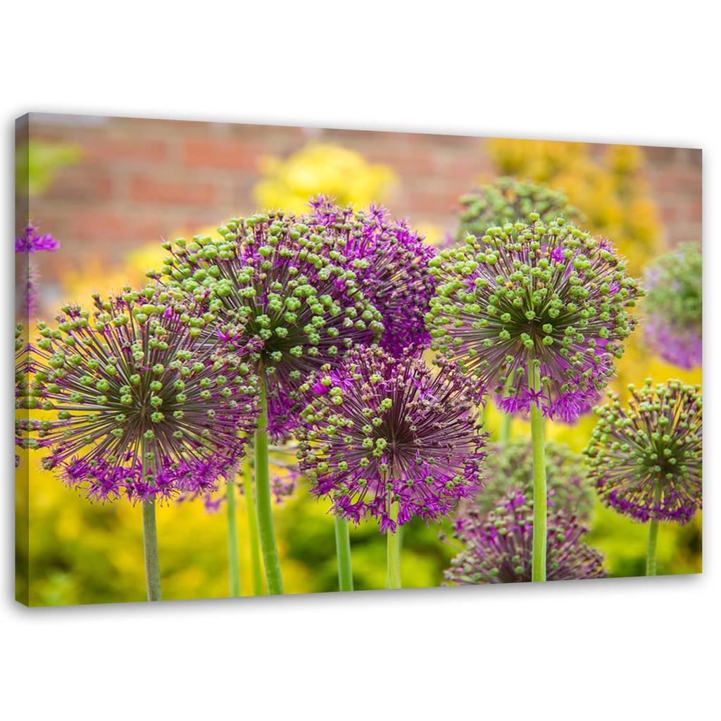 Canvas Print Garlic Plants Purple