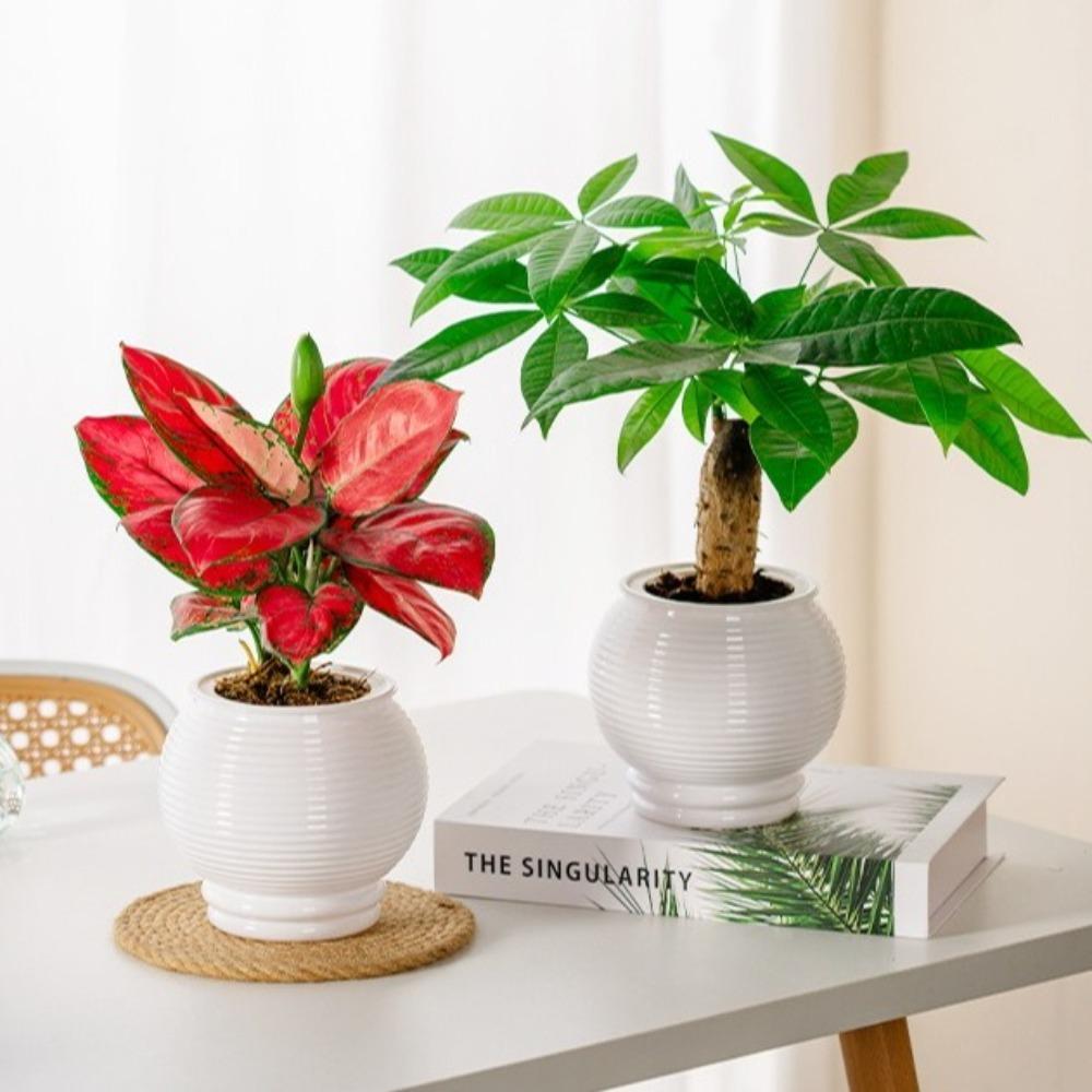 Wyjmowana doniczka Plastikowa Biurowa Dekoracja Bonsai Modna Mini doniczka na sukulenty Wazonik na biurko