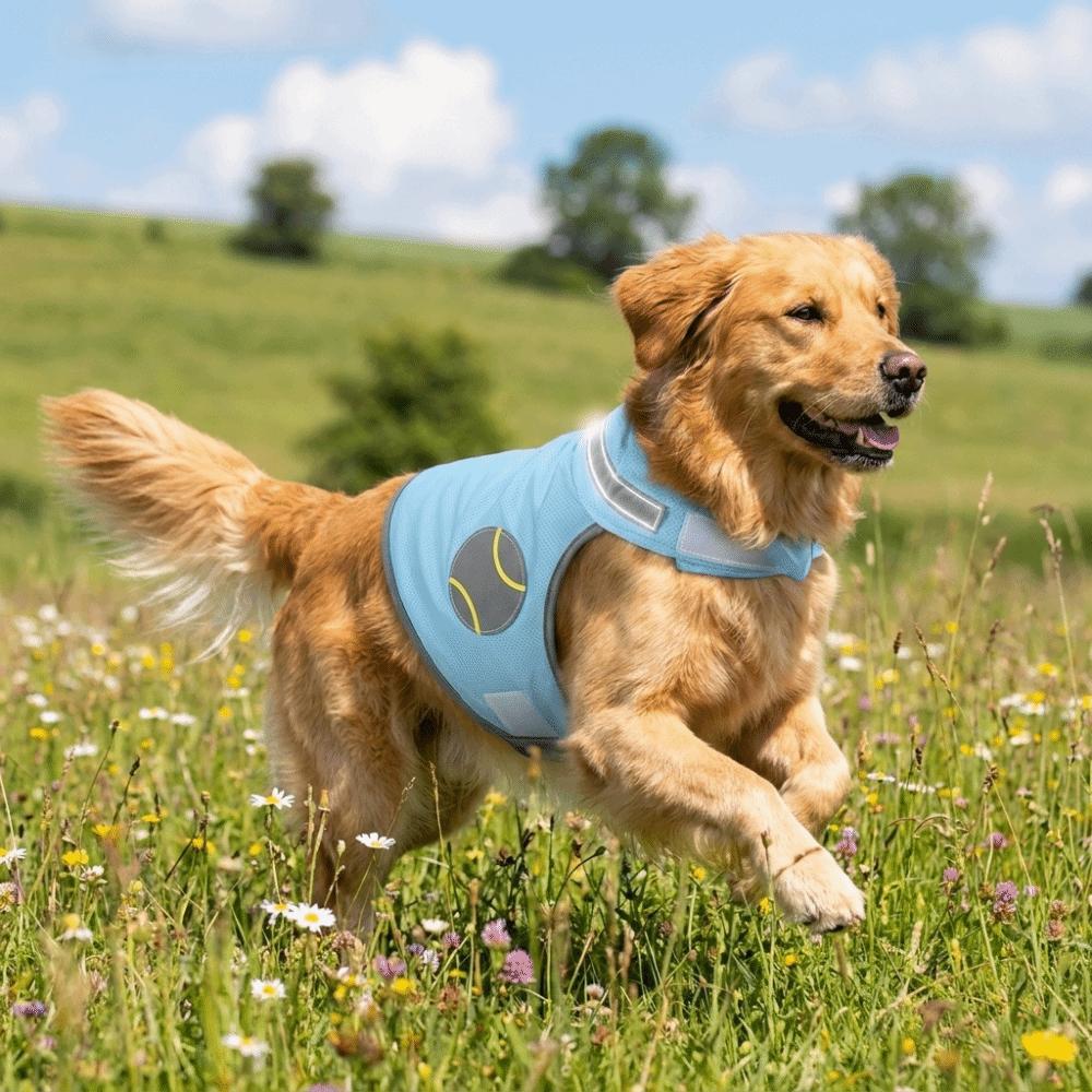 Atmungsaktive Netz-Hunde-Kühlweste Reflektierendes Sommer-Hunde-T-Shirt Hitzschlag-Prävention