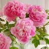 2 Heads Peony Artificial Flower Peony Multicolor Bridal Bouquets Vivid Wedding Ornament  Gift