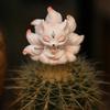 1pc Resin Nine Tailed Fox Ornament Car Accessories and Ornaments Center Console Decoration Desktop Animal Crafts Fox Model