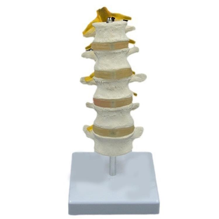 Human Anatomical Lumbar Spine Model with 5 Vertebrae Sacrum and Spinal Nerves for Teaching Research and Lecture Report 1