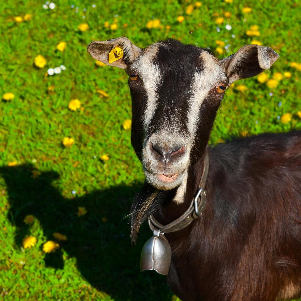 PATIKIL 1.4 x 2.4 x 1.4" Mini Cowbells, Pack of 18, Iron Vintage Style Metal Festive Bells, Animal Design, Anti-Lost, Red Bronze