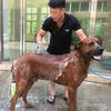Silicone Pet Bath & Massage Brush with Sprayer for Cats & Dogs