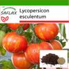 Tomato - Tigerella - 10 Seeds - With Potting Substrate for Better Cultivation - Lycopersicon Esculentum