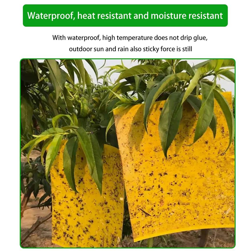 10/50 Stück gelbe Insektenfallen zum Einfangen von Obstgarteninsekten und stark haftenden Schädlingen