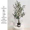 Olive Tree Potted Plant - Indoor Decor Simulation for Living Room