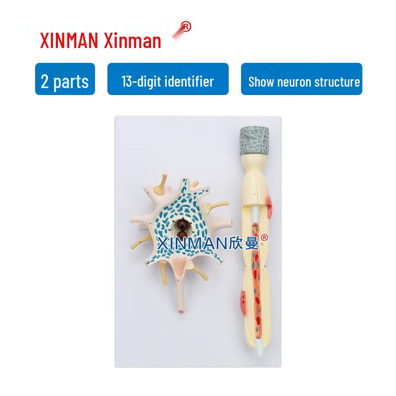 XINMAN Magnified Neuron Model