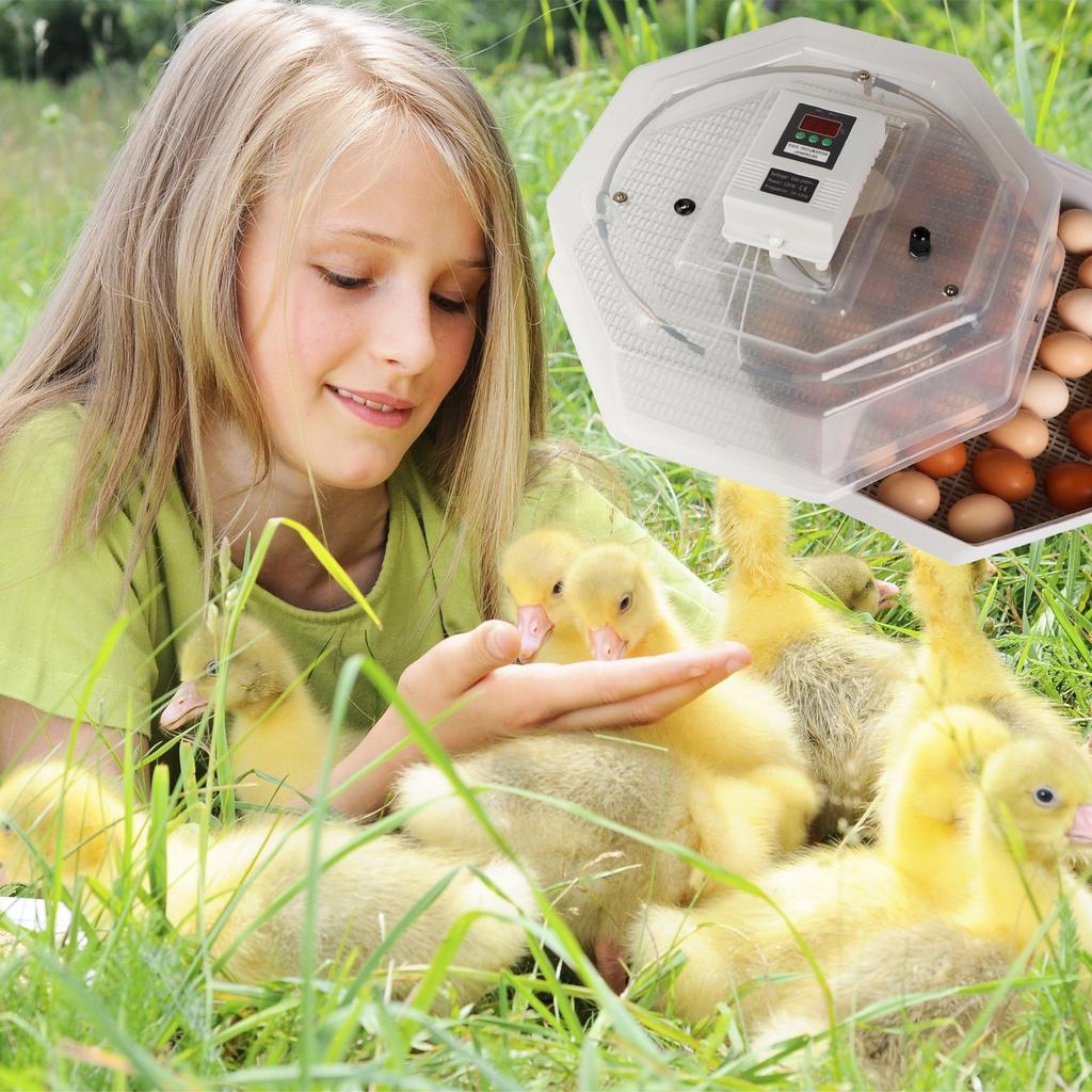 Kruger Meier Prolexor 60 Egg Incubator with Automatic Thermostat