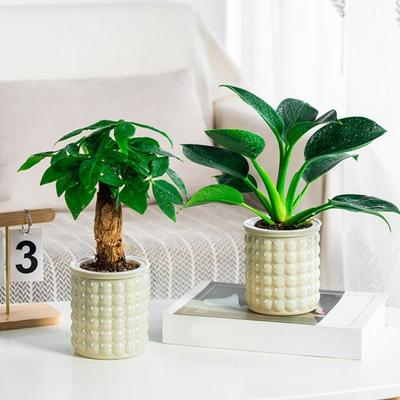 Vaso Autoirrigante con Indicatore di Livello dell'Acqua Trasparente Vaso Auto-Assorbente con Texture a Bolle Design a Doppio Strato per Piante da Interno