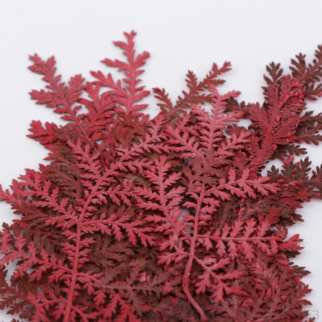 12 Dried Flower Assorted Artemisia Leaves DIY Kunst und Skulpturen Cards