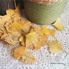 Ginkgo Leaf Plant Specimen - Pressed Flower Material for Handmade Projects & Desktop Decor