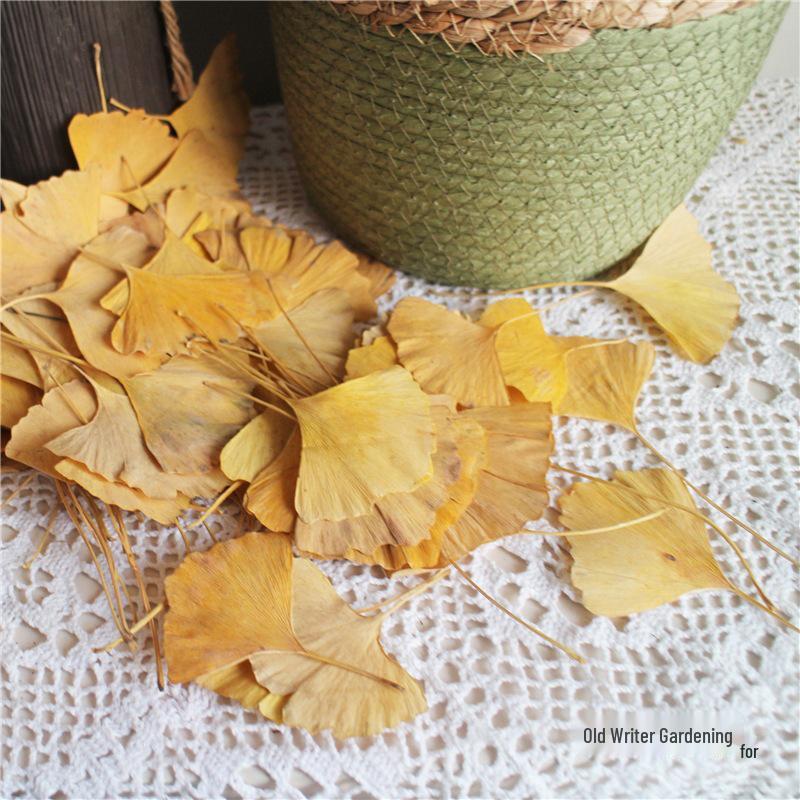 Ginkgo Leaf Plant Specimen - Pressed Flower Material for Handmade Projects & Desktop Decor