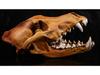 Resin Fox Skull Model for Science Education & Halloween Props