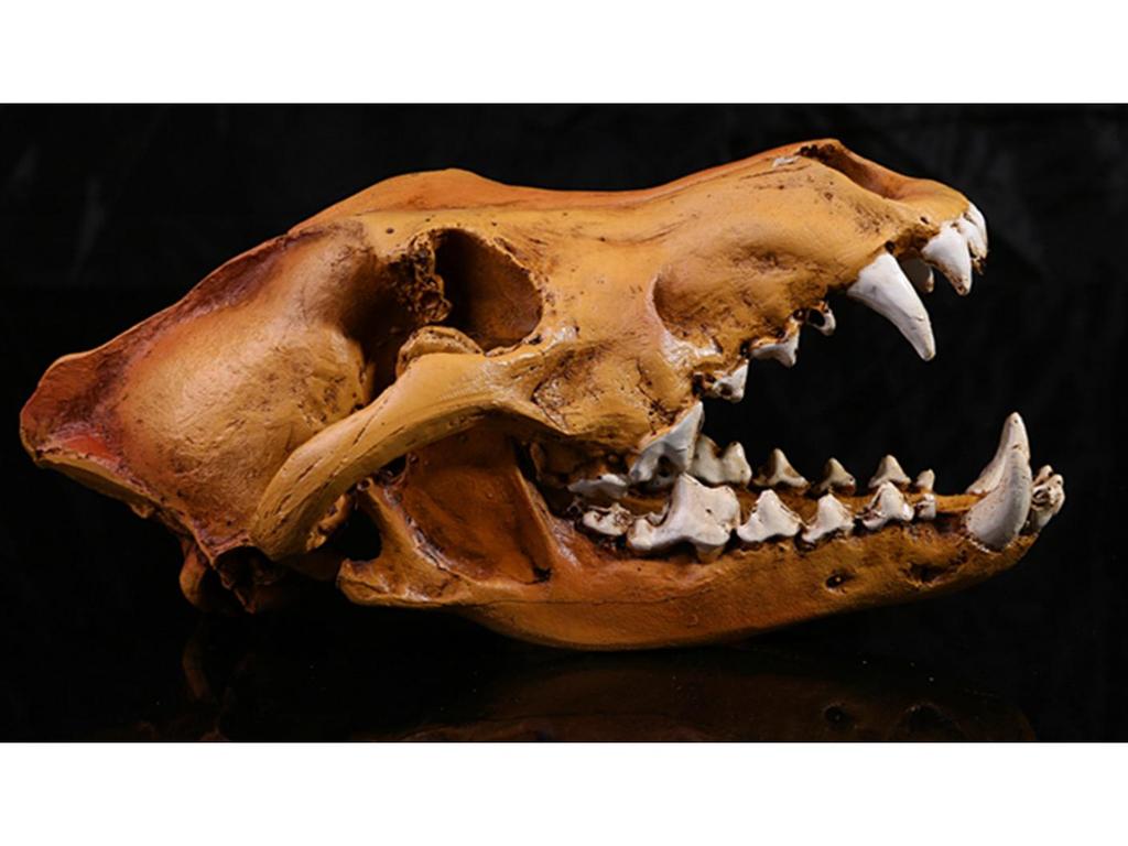 Resin Fox Skull Model for Science Education & Halloween Props
