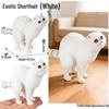 Realistic Exotic Orange Tabby Cat Heart Model Ornament