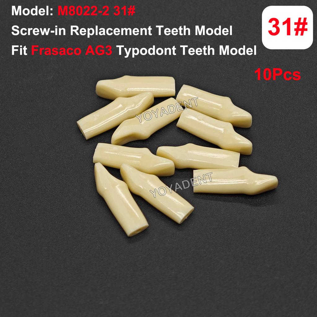 Fit Frasaco AG3 Typodont Dental Teeth Model Full teeth 32Pcs Screw-in Practice Filling Soft Gum Gingivae Teeth Training Teach