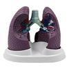 Anatomical Pathological Lung Model Human Lung Anatomy Model Normal and Pathological Lung Anatomy Model for Teaching Tool