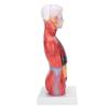 28cm Human Torso Model Detachable Internal Organs Teaching Anatomical Assembly Model