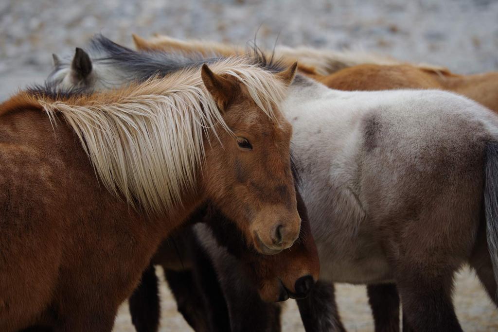Pentax HD DC AW teleobjektiv s velkou clonou a zoomem 21330 PENTAX-D FA70-200mmF2.8ED