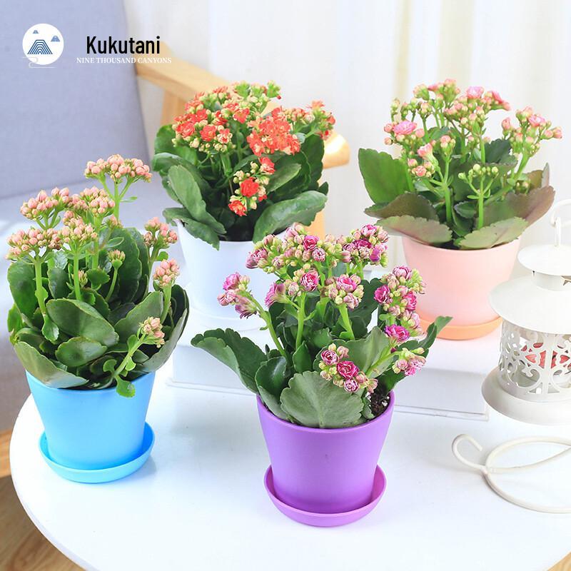 Jiuqiangu Harz-Blumentöpfe mit Untersetzern