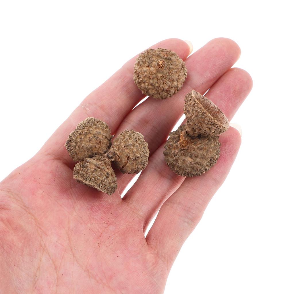 50/100PC Natural Acorn Cap Dried Acorn Decorative Christmas Tree Hanging Pendant DIY Autumn Fall Ornament For Golden Christmas