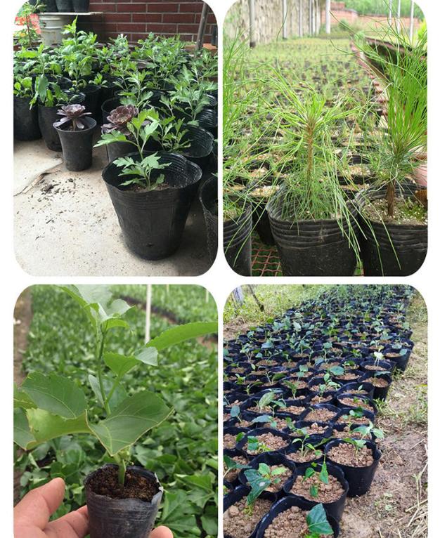 100pcs Planting Plastic Seedling Bags, Seedling Pots, Disposable Flower Pots 8*8cm