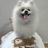 No Stuffing Dog Chew Toys Tough Interactive Squeaker Toys with Loud squeaker