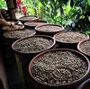 WORCAS Sumatran Kopi Luwak Civet Coffee Beans Arabica Gift Present Luxury Rare Roasted Coffee Beans Kopi Luwak [Whole Beans/100g] Indonesia…