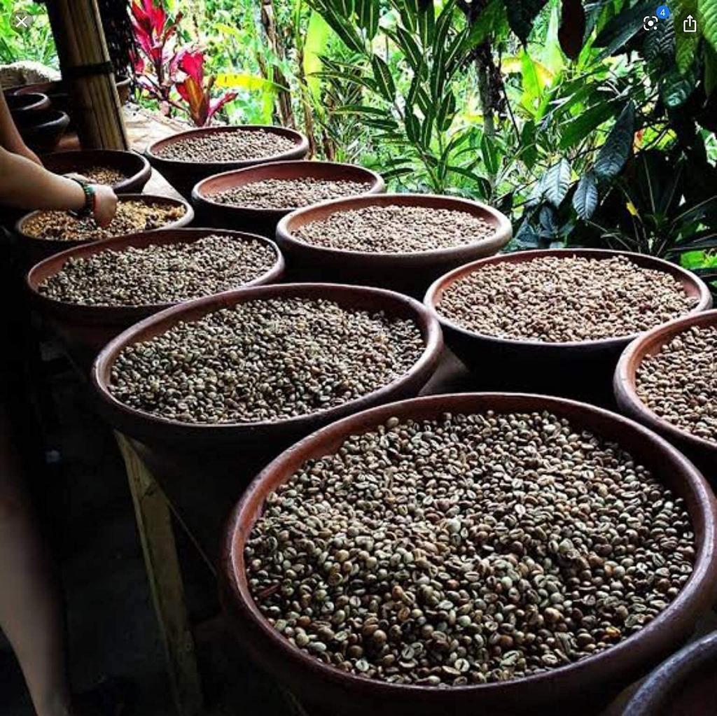 WORCAS Sumatran Kopi Luwak Civet Coffee Beans Arabica Gift Present Luxury Rare Roasted Coffee Beans Kopi Luwak [Whole Beans/100g] Indonesia…