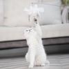 Katzen-Spielzeug mit starker Saugnapf, interaktiver Langeweile-Vertreiber, Stab-Spielzeug, Kreatives, Auffälliges Katzenspielzeug für Zuhause, Haustierbedarf