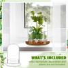 Cupola di Vetro con Foro per l'Aria Campana di Vetro a Cloche con Base Espositore da Tavolo per la Casa Contenitore Terrario Trasparente per Piante, Terrario