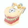 Fit Frasaco AG3 Typodont Dental Teeth Model Full teeth 32Pcs Screw-in Practice Filling Soft Gum Gingivae Teeth Training Teach