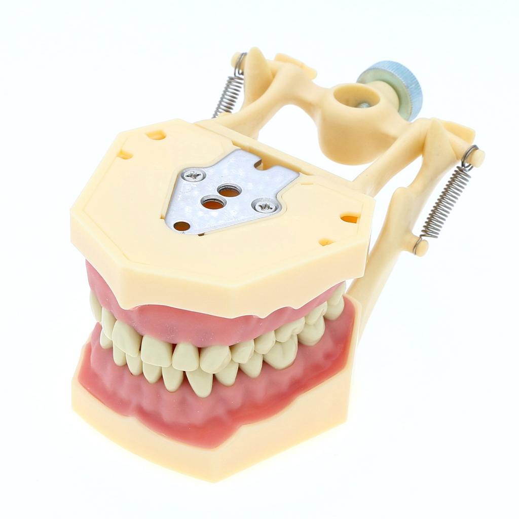 Fit Frasaco AG3 Typodont Dental Teeth Model Full teeth 32Pcs Screw-in Practice Filling Soft Gum Gingivae Teeth Training Teach