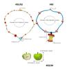 Sweet Cool Girls Neck Chain Spicy Women's Summer Necklace Dopamine Beads Colored Collarbone Chain Creative Earrings