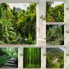 3D tropical rainforest forest landscape printed shower curtain with hook bathroom waterproof polyester bath curtain home decor