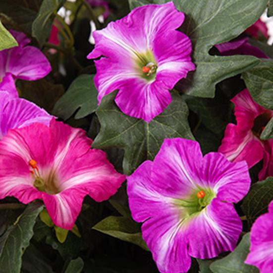 2Pcs Hanging Artificial Morning Glory UV Resistant Realistic Fake Plastic Flower Wedding Party Indoor Outdoor Garden Wall Hanging Faux Bloom