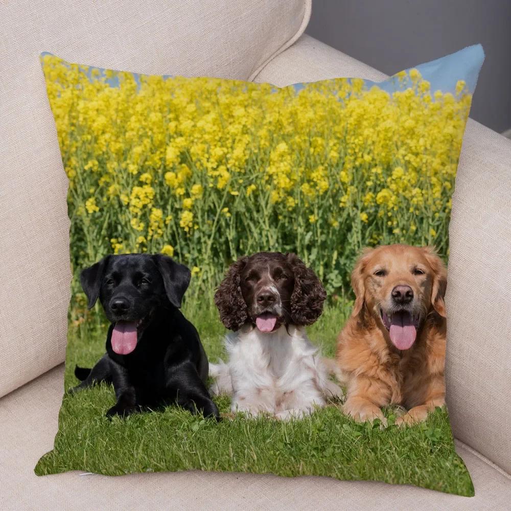 Trykt Putetrekk for Kjæledyr Skottland Border Collie Mykt Plysj Putetrekk Dekor Søtt Hundeputetrekk for Sofa Bil