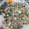 Rare Lithops Succulent Pot: Diverse Colors & Varieties