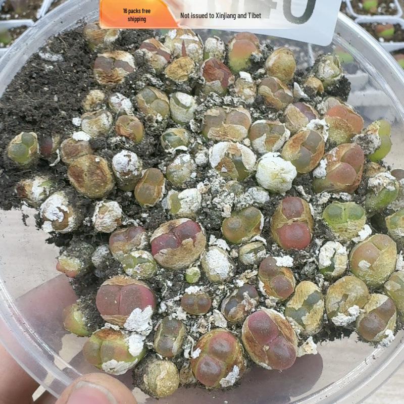 Rare Lithops Succulent Pot: Diverse Colors & Varieties