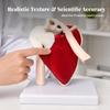 PVC Shoulder Joint Model with Base for Study Classes