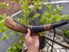 Medieval VIKING WAR HORN Battle Trumpet Hand Engraved Blow Horn 16 Inches Gift Natural Horn Bugle Hunting Tool Gift Decor