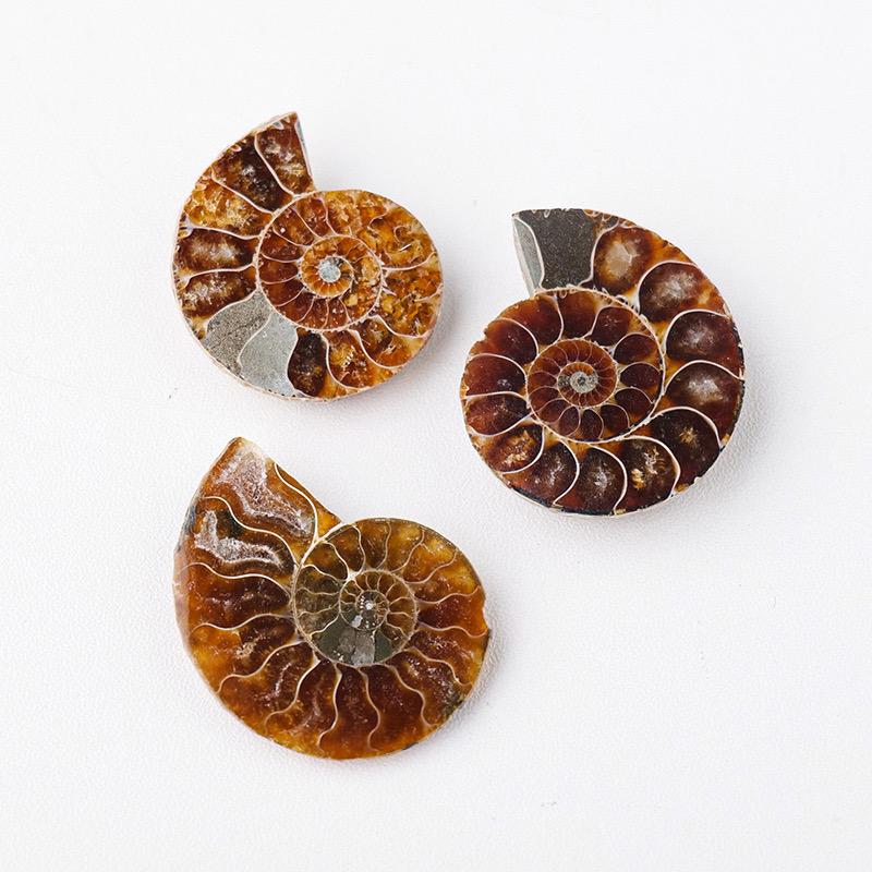 Price Natural Ammonite Fossil Conch Slice Pairs Snail for Pendant DIY