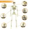 40cm Halloween Human Shape Skeleton,Posable Skeleton,Human Shape Bones,Halloween Herror Decorations,Haunted House Horror Props