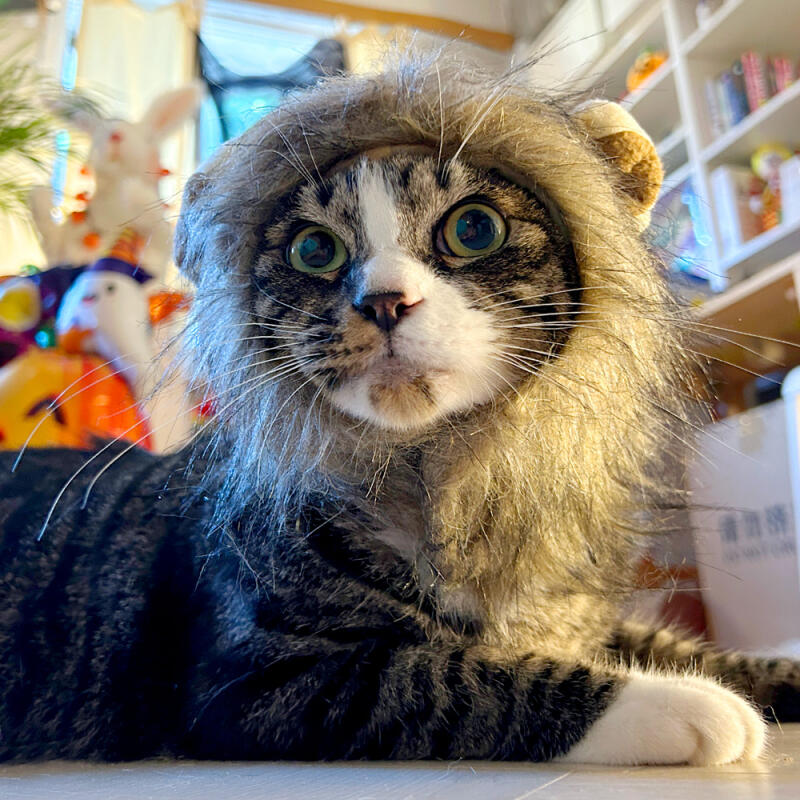 

Lion Head Costume Hat for Cats