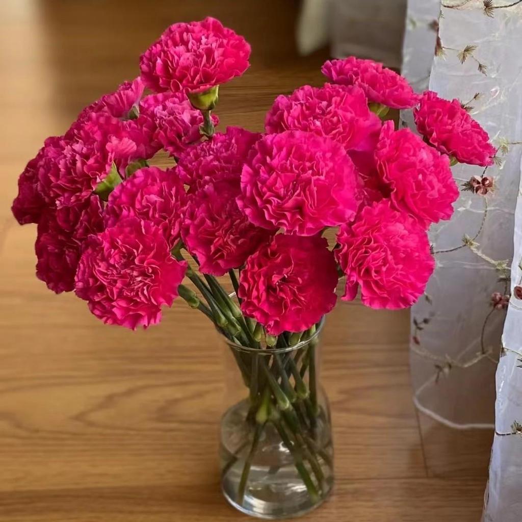 Carnation Fresh Cut Flowers for Teacher's Day, Women's Day, Family Arrangements, and Goddess Day Gifts.