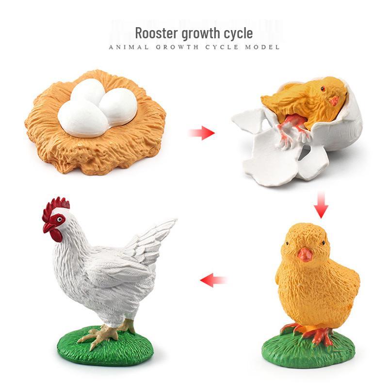 Animal Growth Cycle Models: Chicken, Duck, Goose, Butterfly, Turtle, Frog Montessori Teaching Figurines